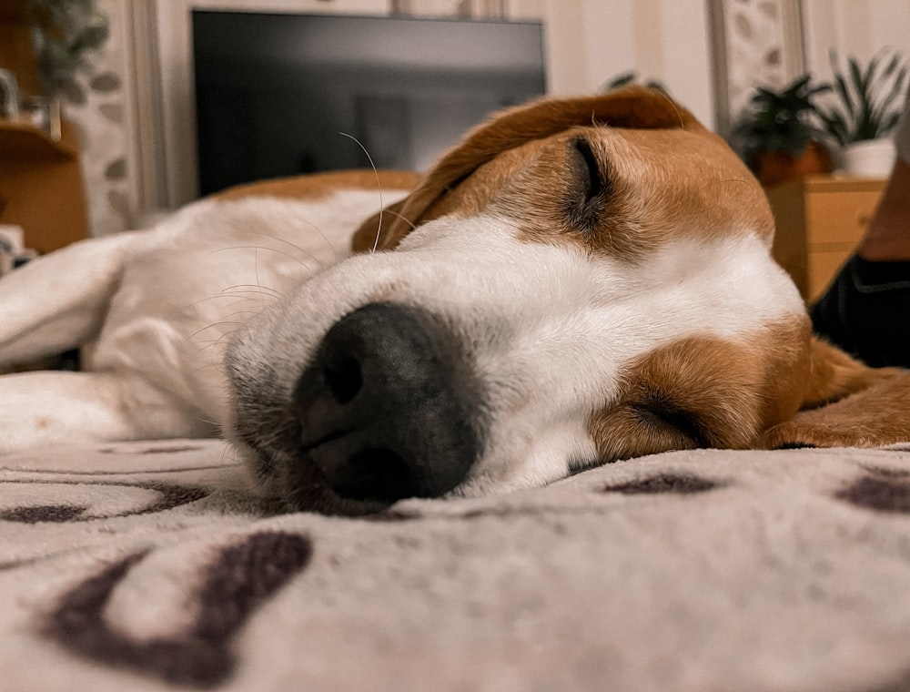 a brown and white dog laying on top of a bed