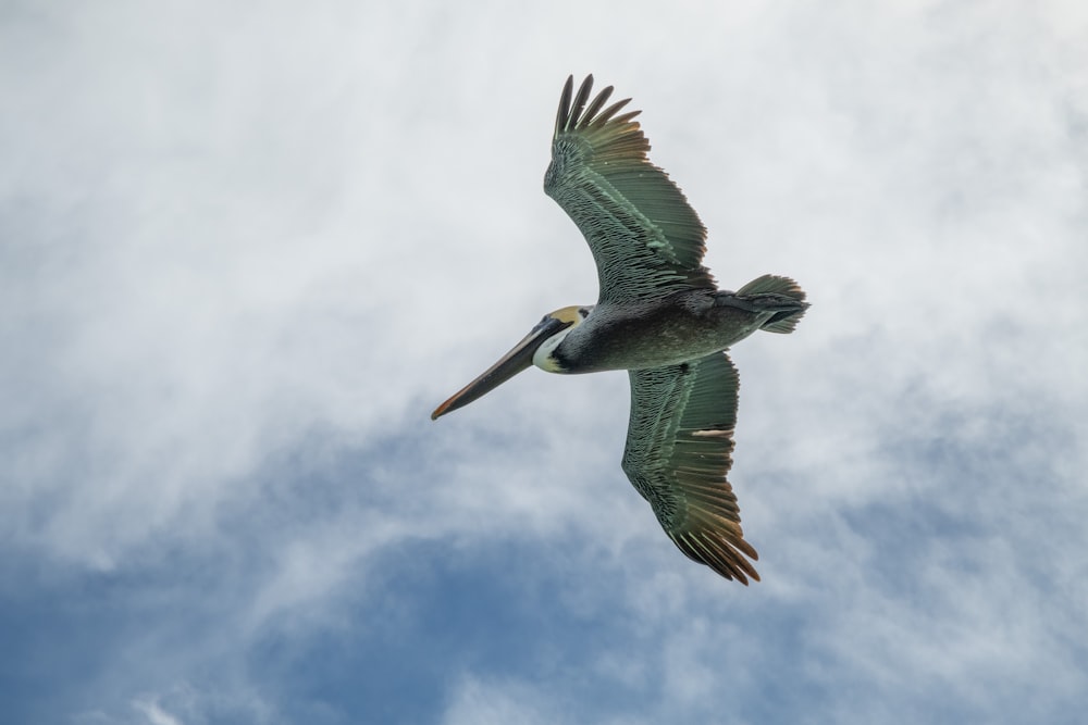 a large bird flying through a cloudy blue sky