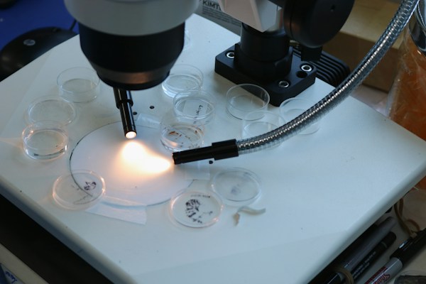Microscopy Work