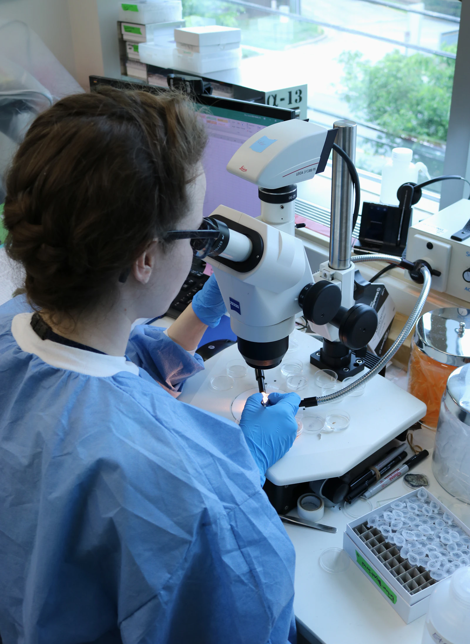 A woman scientist examines specimens under a microscope in a research laboratory.