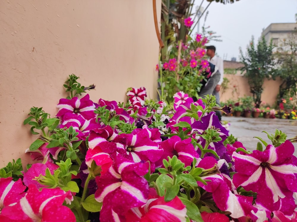 a bunch of flowers that are by a building