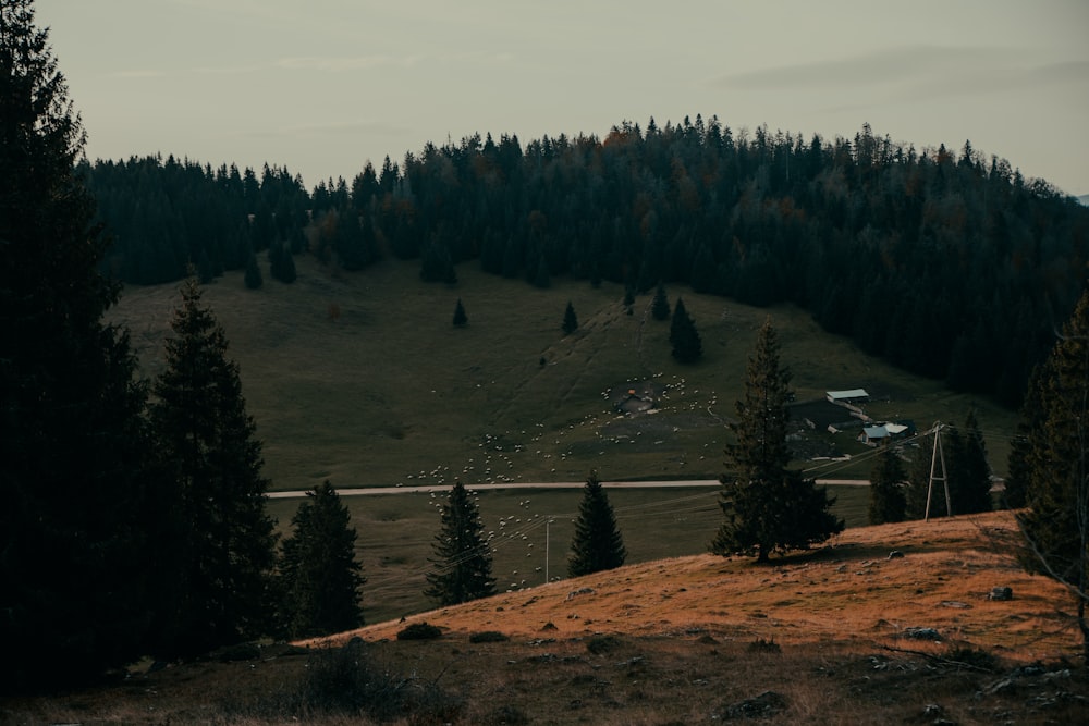 a hill with trees and a road in the distance