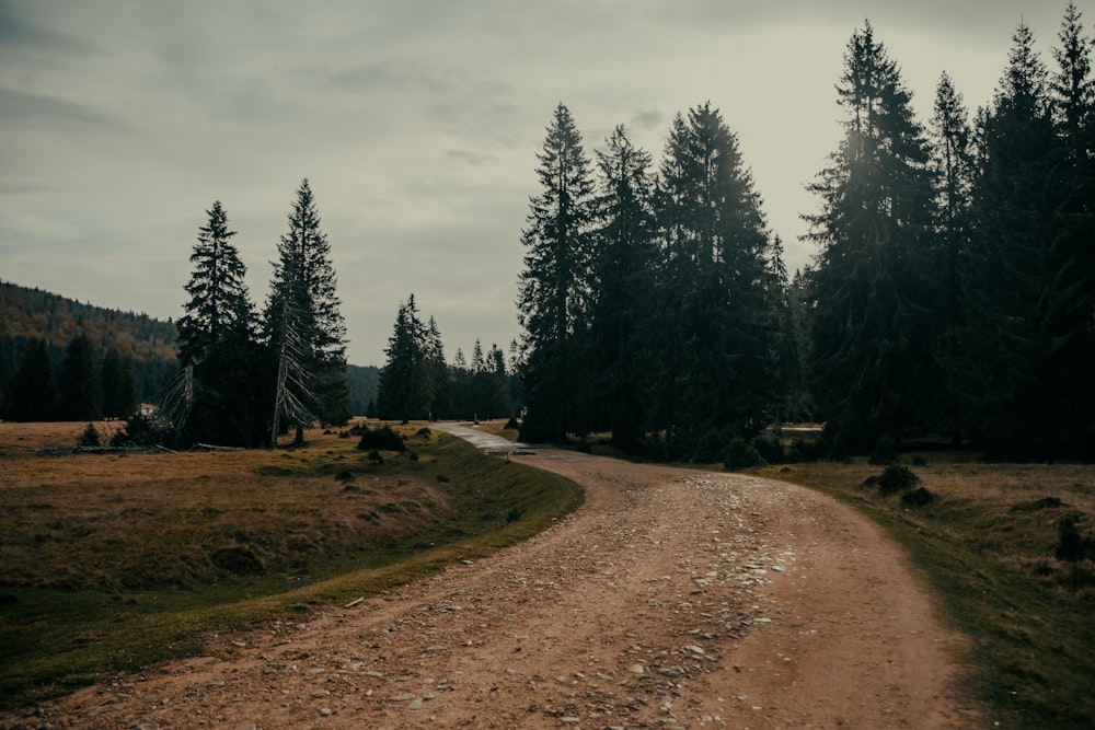 a dirt road in the middle of a forest