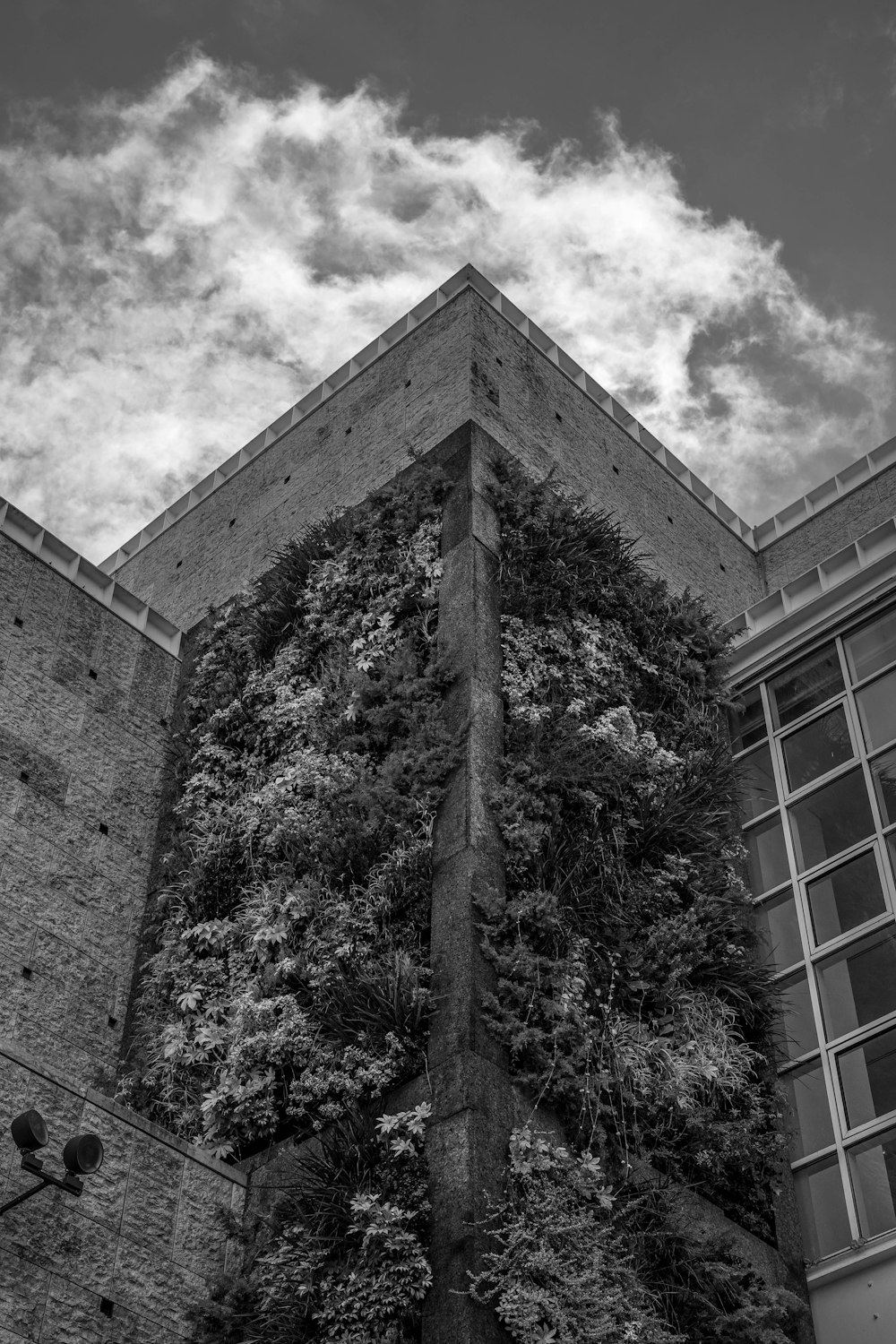 black and white photograph of a building covered in vines