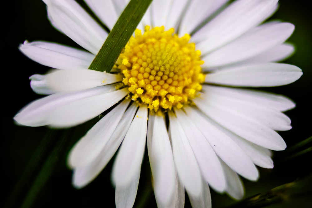 a close up of a white flower with a yellow center