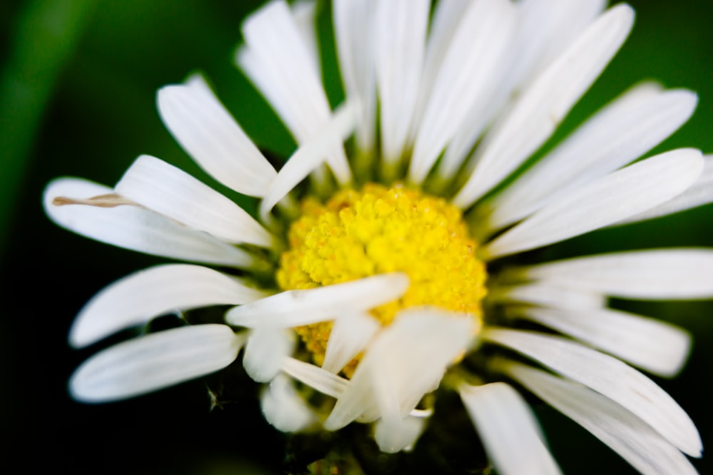 a close up of a white flower with a yellow center