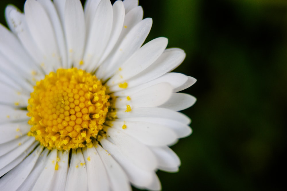 a close up of a white flower with a yellow center