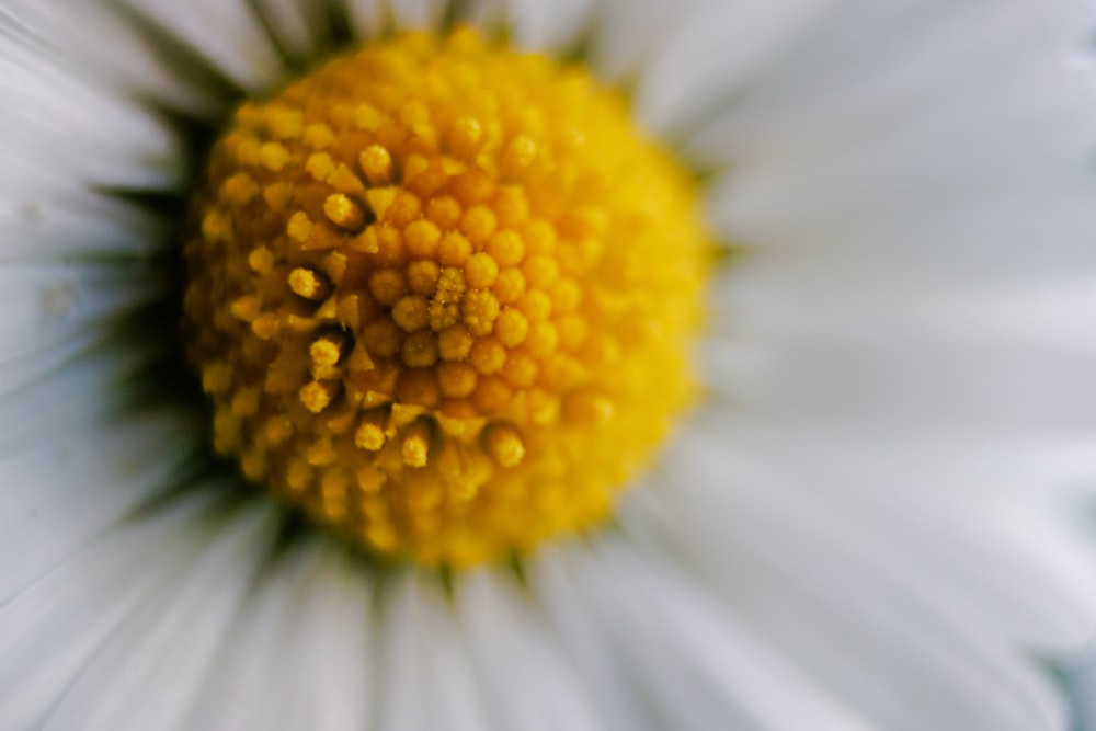 a close up of a white flower with a yellow center