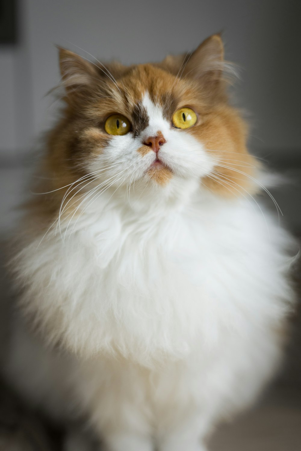 a white and brown cat with yellow eyes