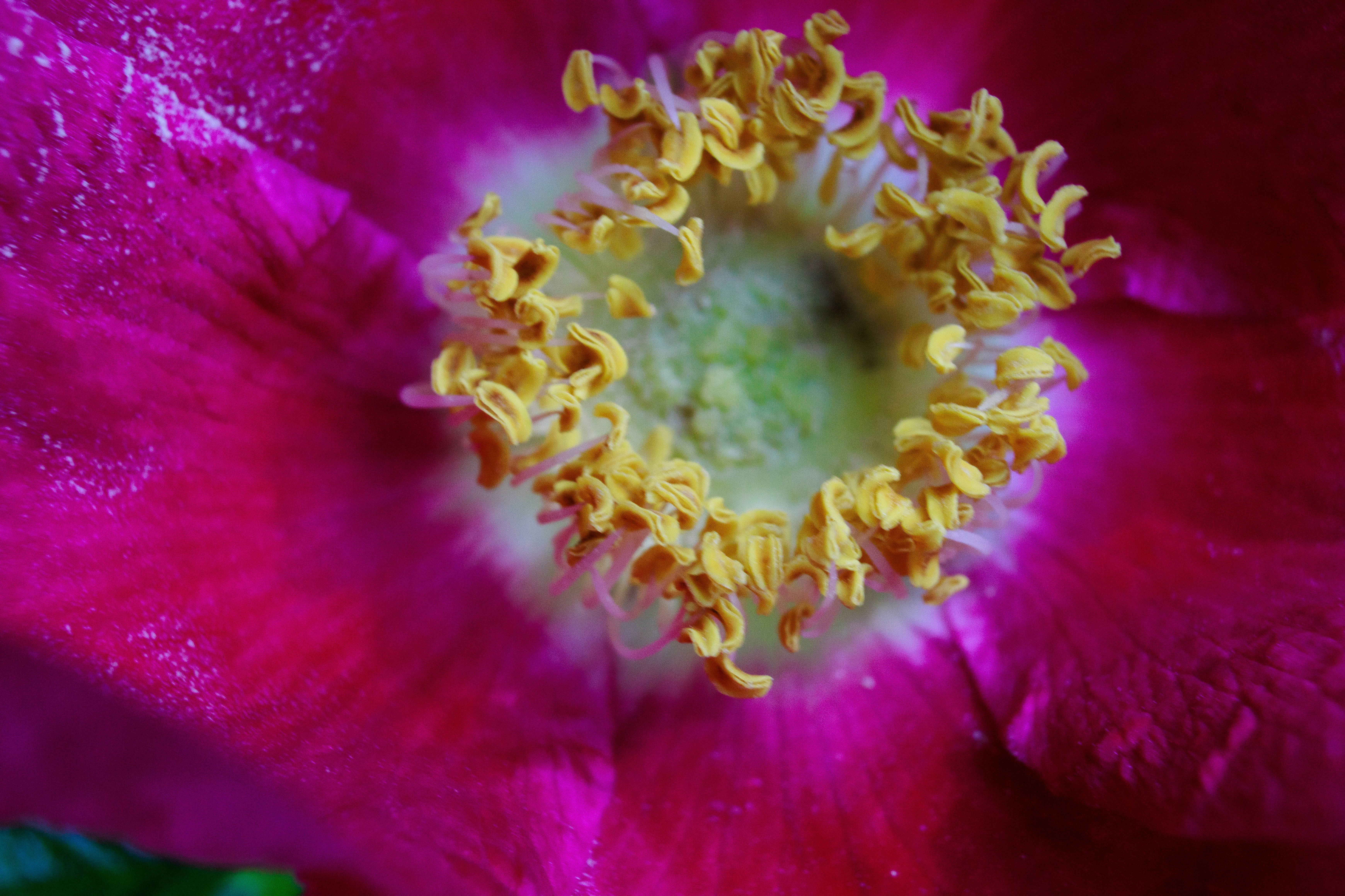 Eine Nahaufnahme einer rosa Blume mit gelben Staubgefäßen