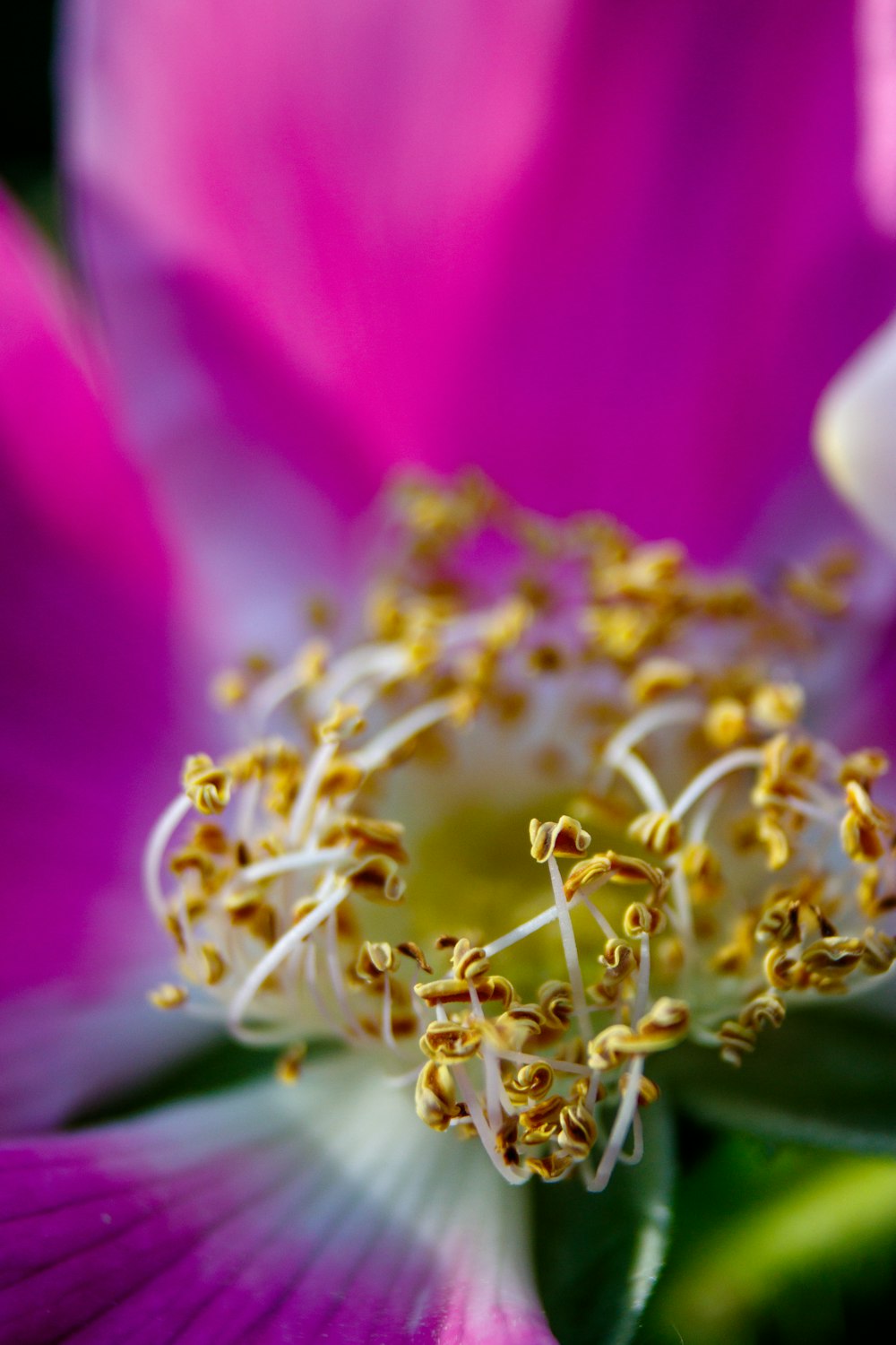 um close up de uma flor roxa com estame amarelo