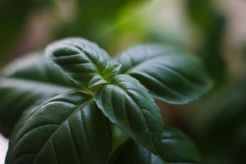 a close up of a green plant with leaves