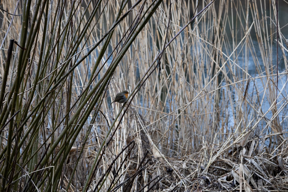 a small bird sitting on top of a dry grass field