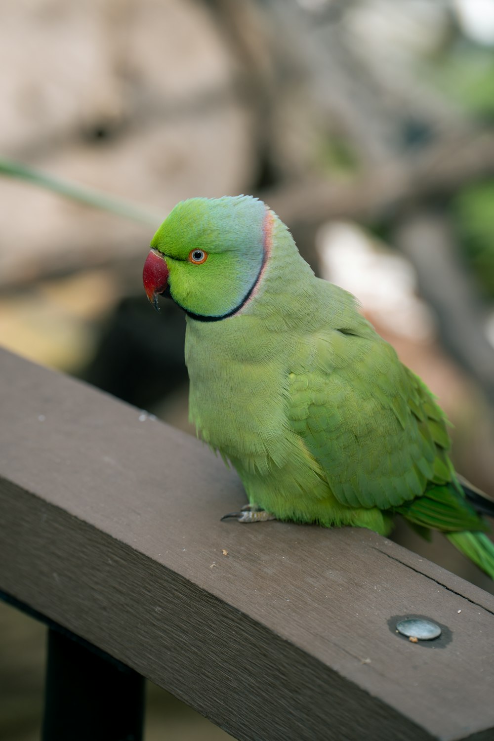 a green bird sitting on top of a wooden bench
