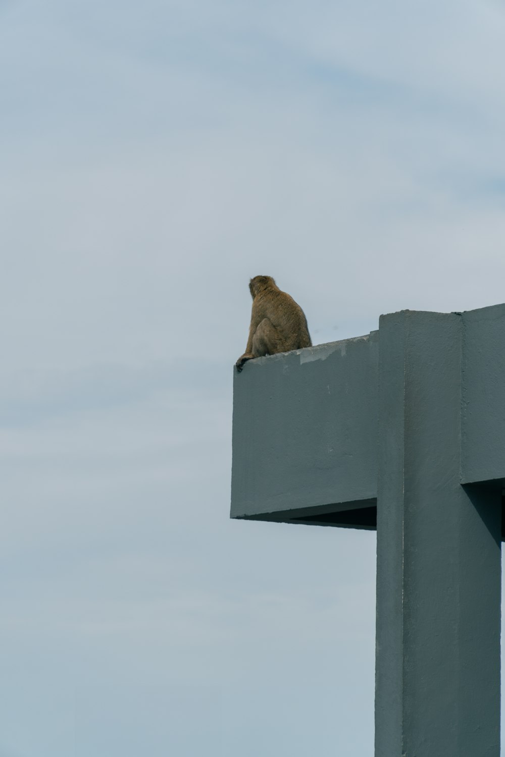 a brown bird sitting on top of a building