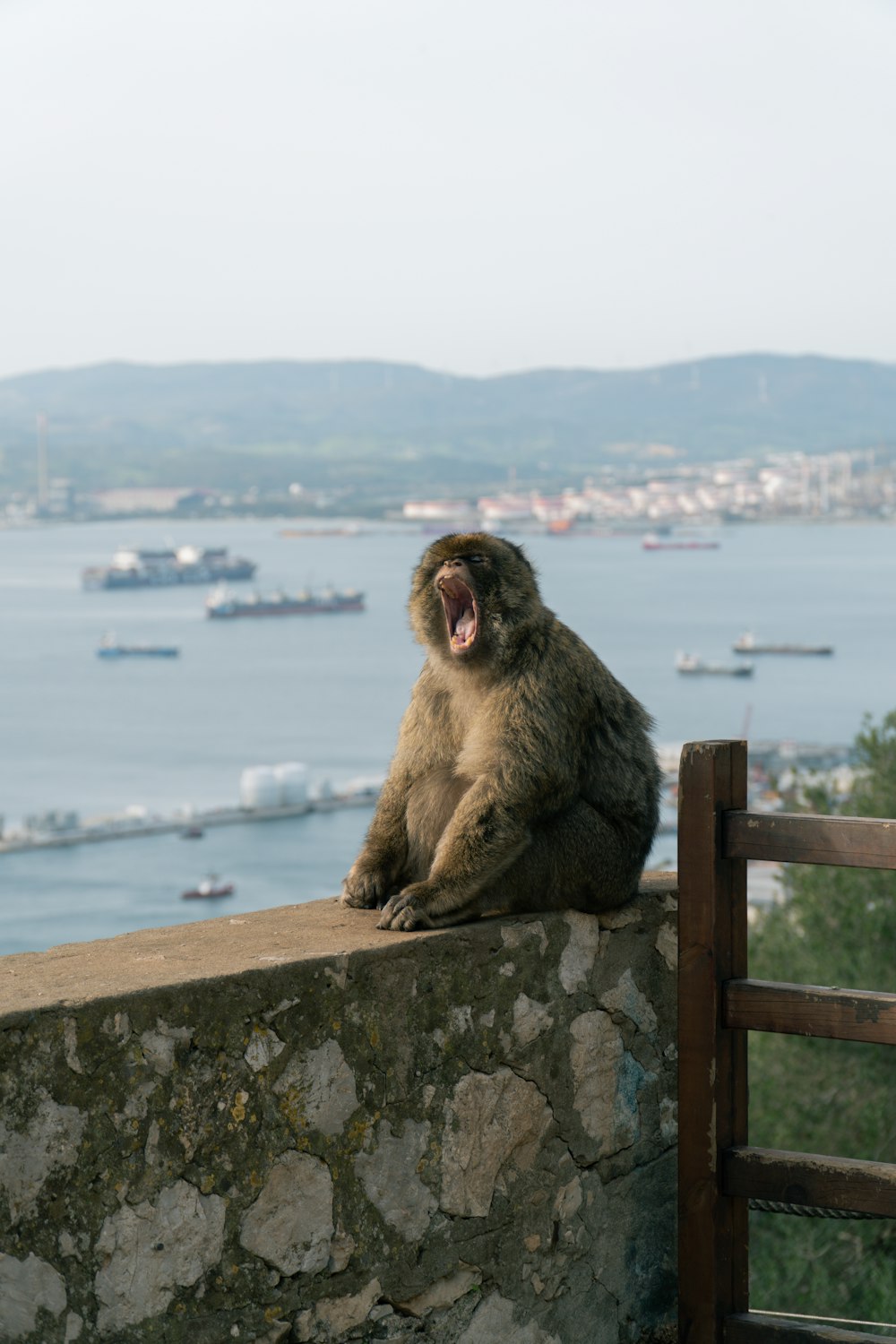a monkey yawns while sitting on a stone wall