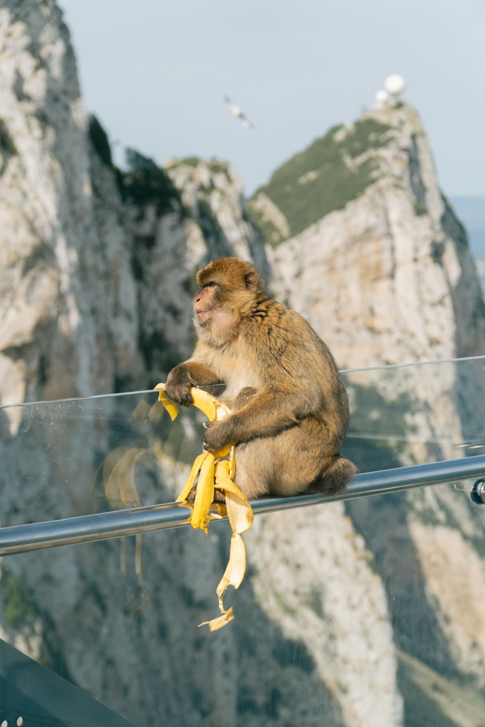 a monkey sitting on a railing eating a banana
