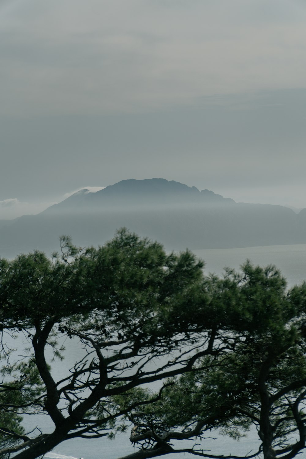 a couple of trees that are by some water