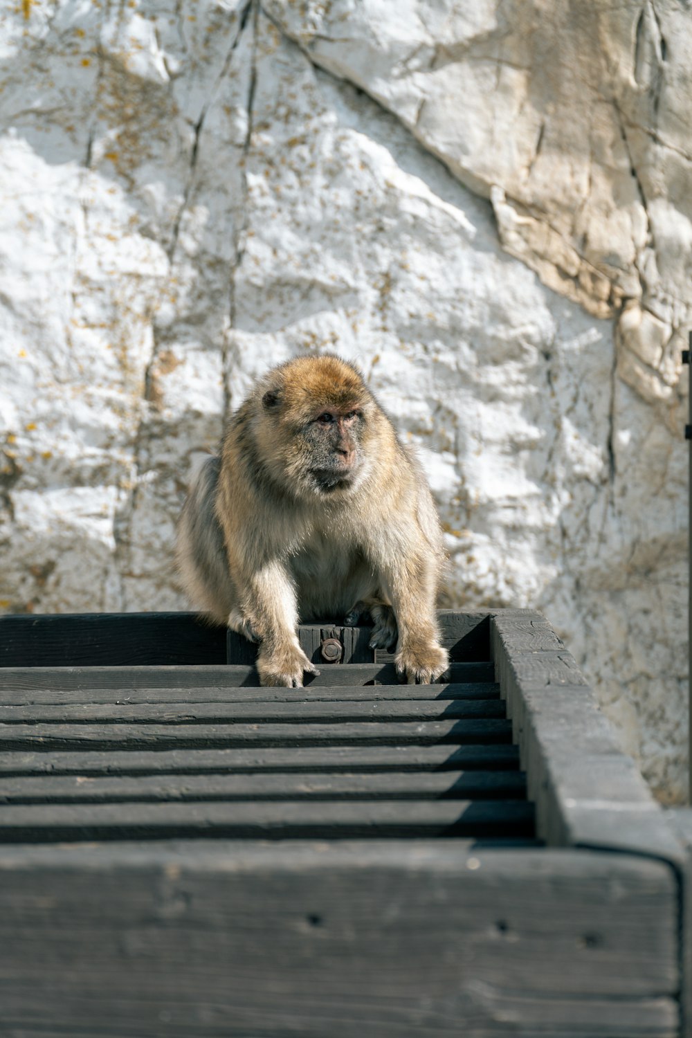 a small brown monkey standing on top of a wooden platform