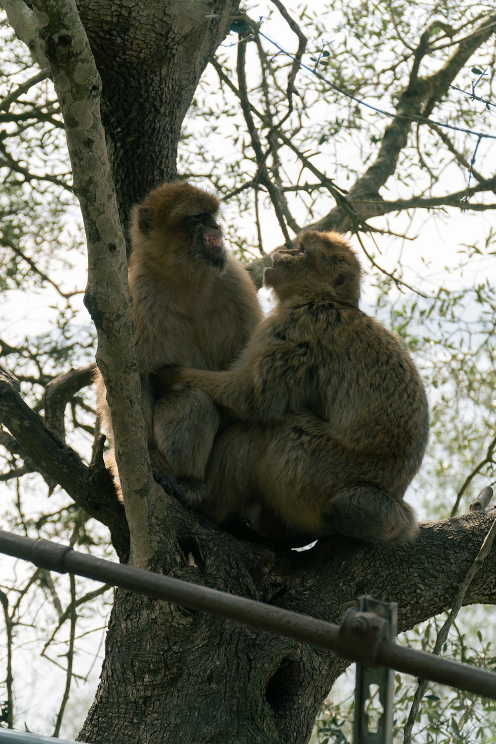 a couple of monkeys sitting on top of a tree