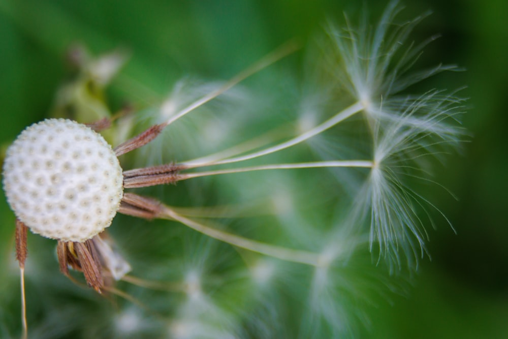 a close up of a dandelion with a blurry background