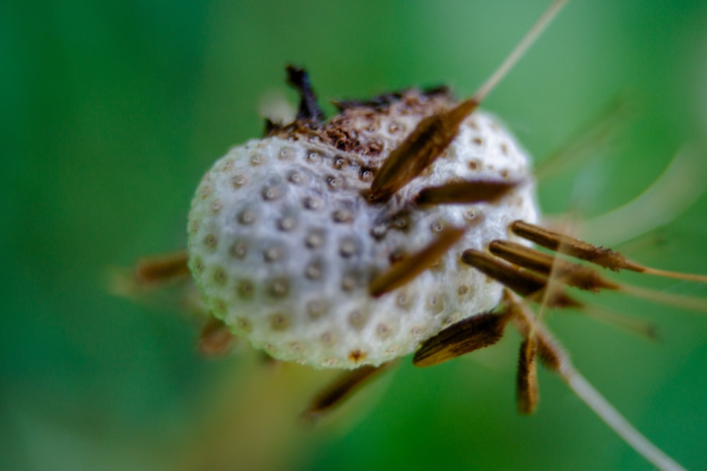 a close up of a bug on a flower