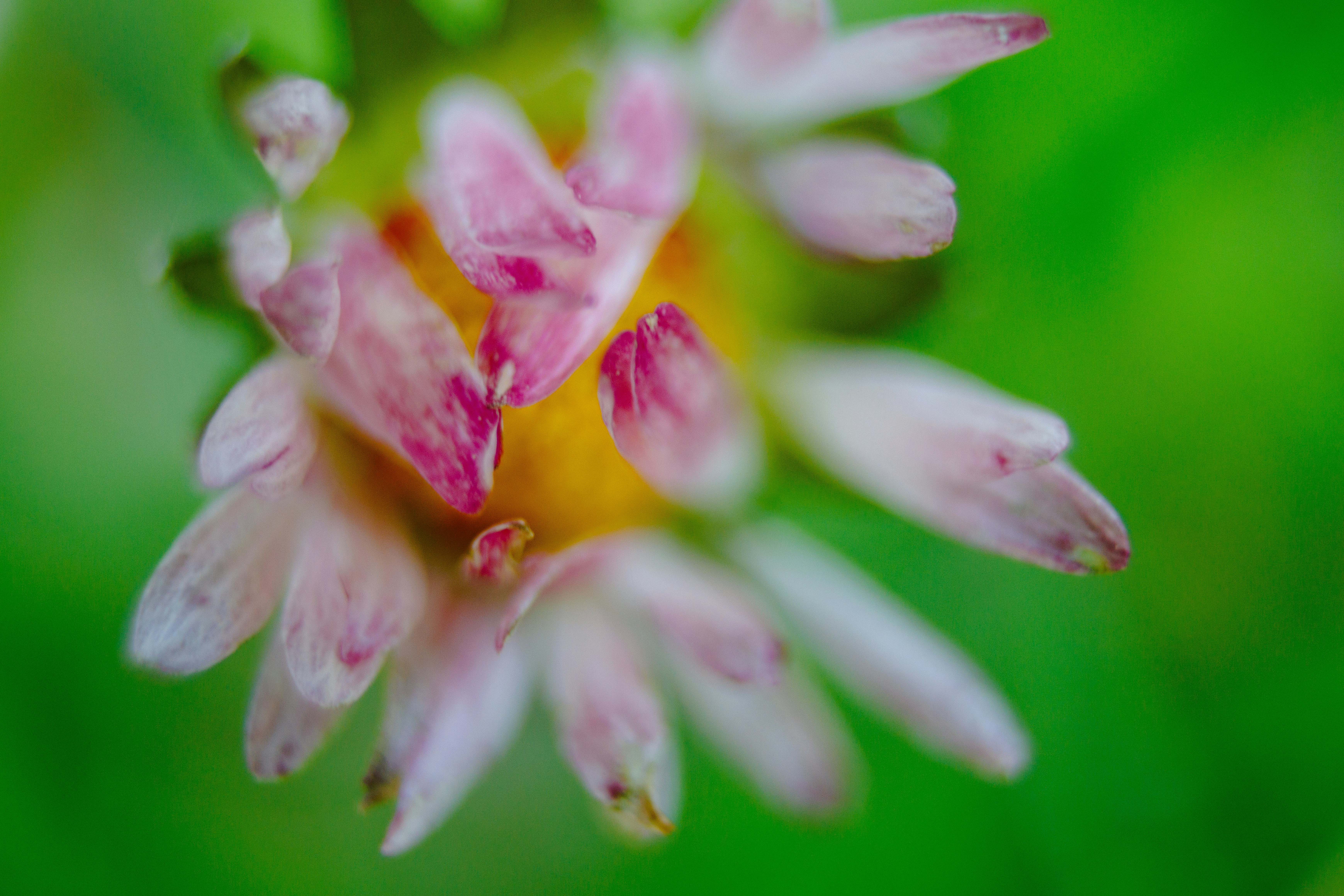 Eine Nahaufnahme einer rosa und gelben Blume