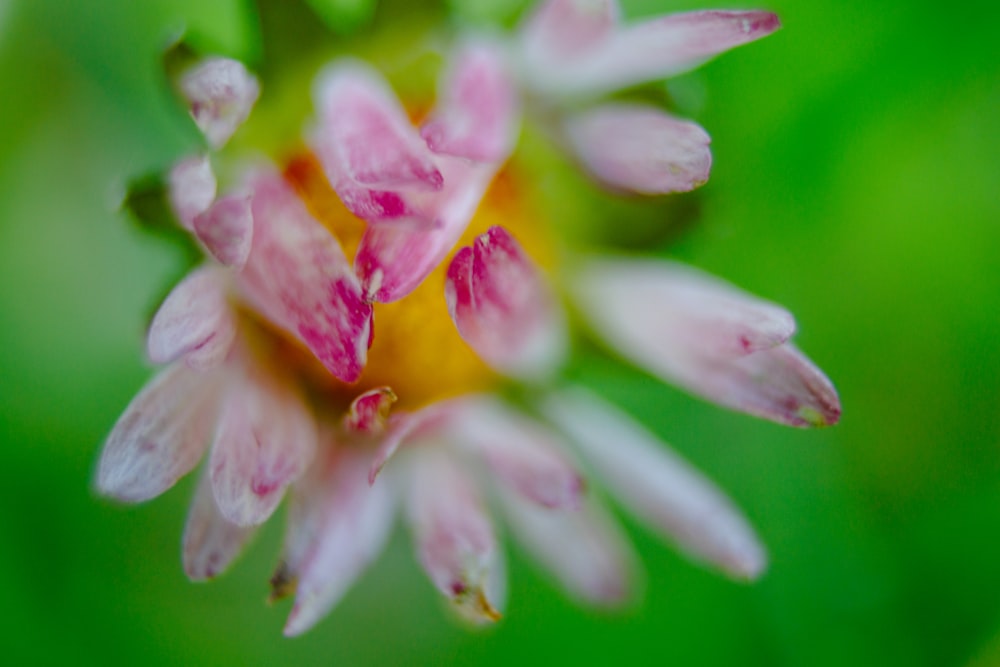 a close up of a pink and yellow flower