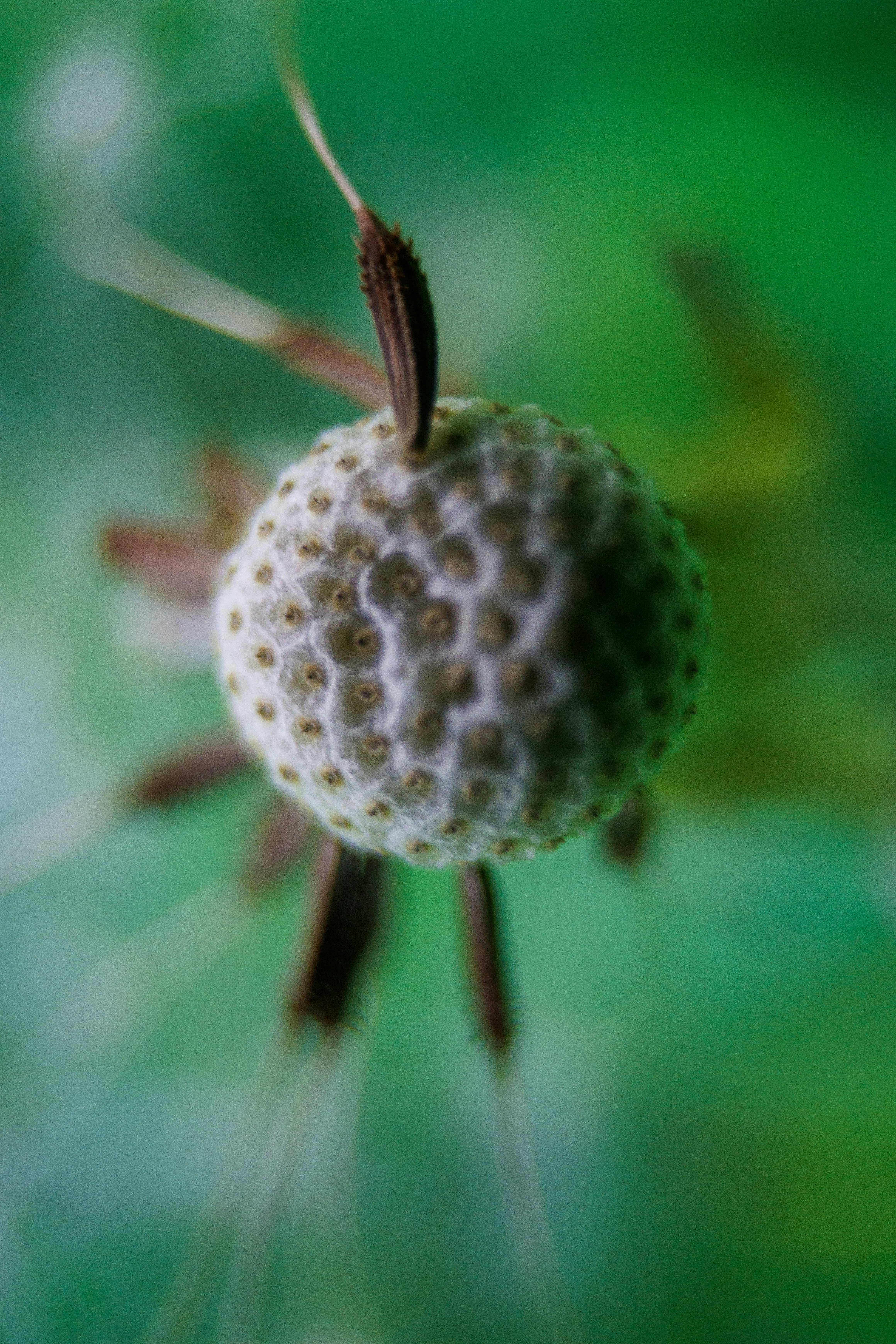 eine Nahaufnahme einer Blume mit verschwommenem Hintergrund