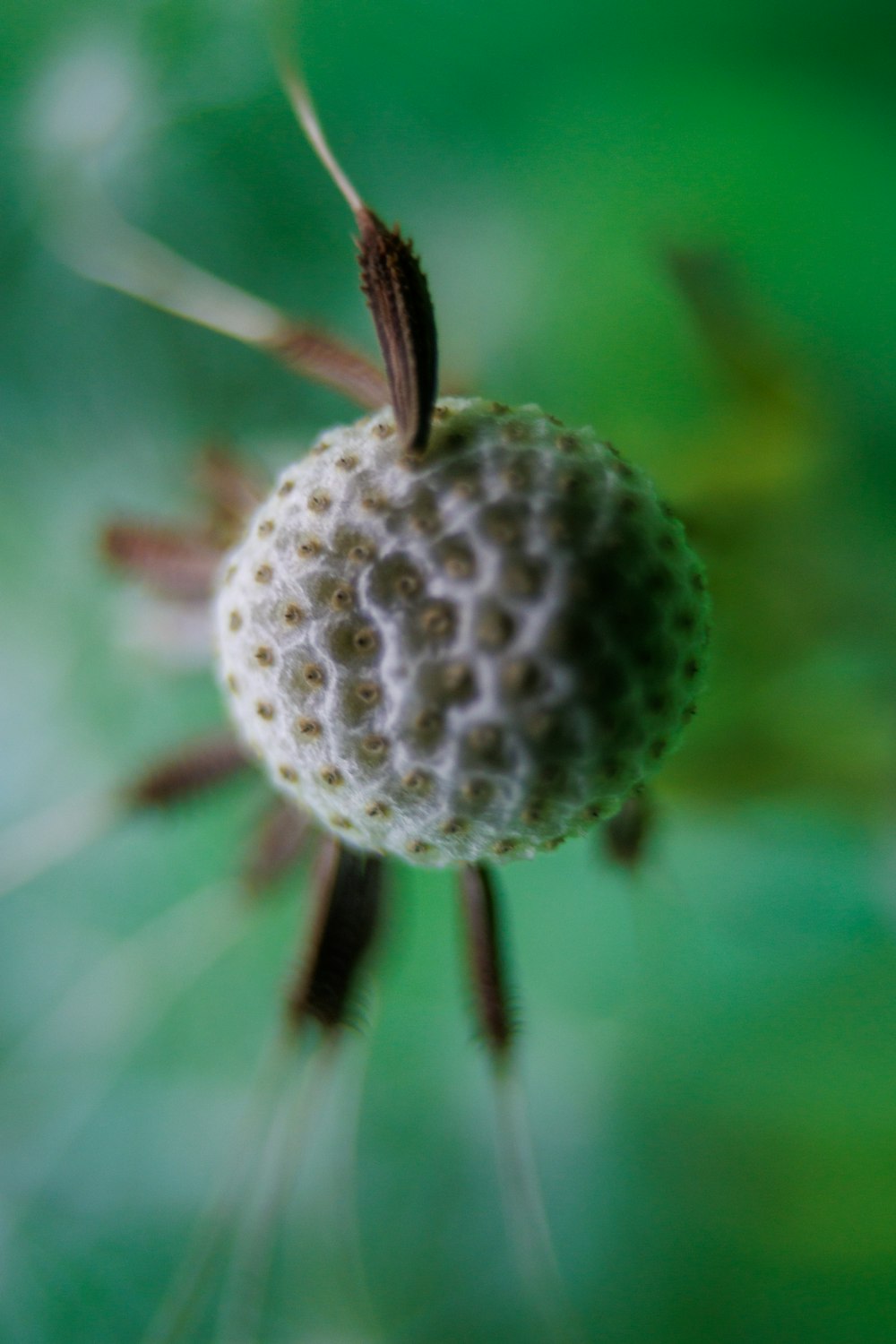 a close up of a flower with a blurry background