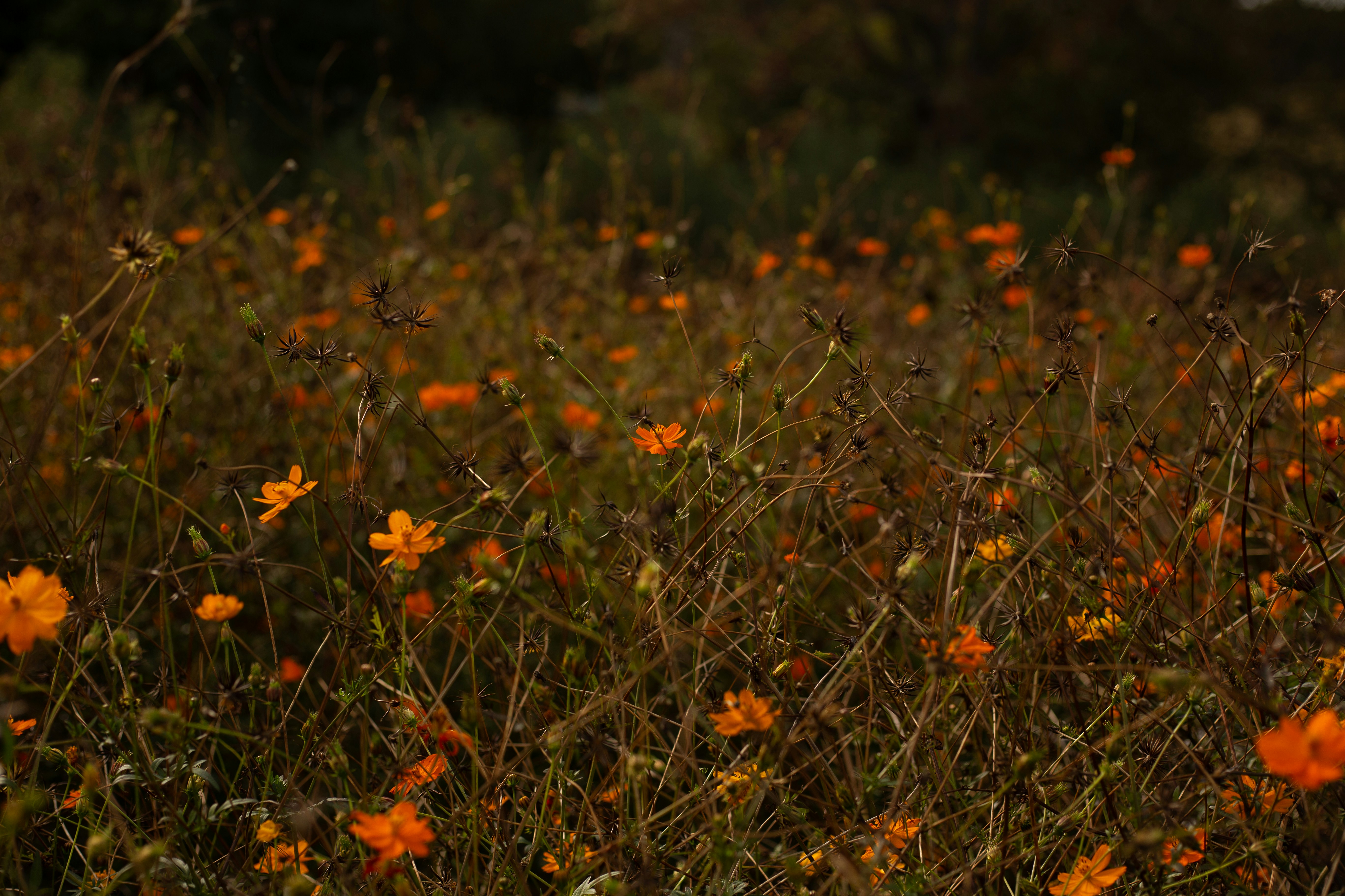 a field full of orange flowers in the middle of the day