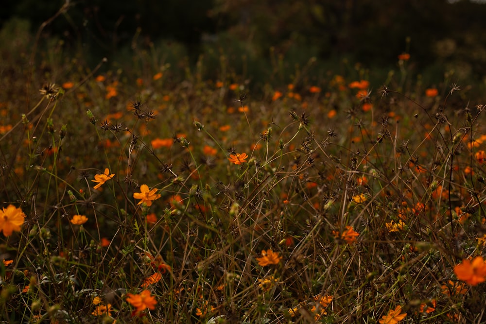 a field full of orange flowers in the middle of the day
