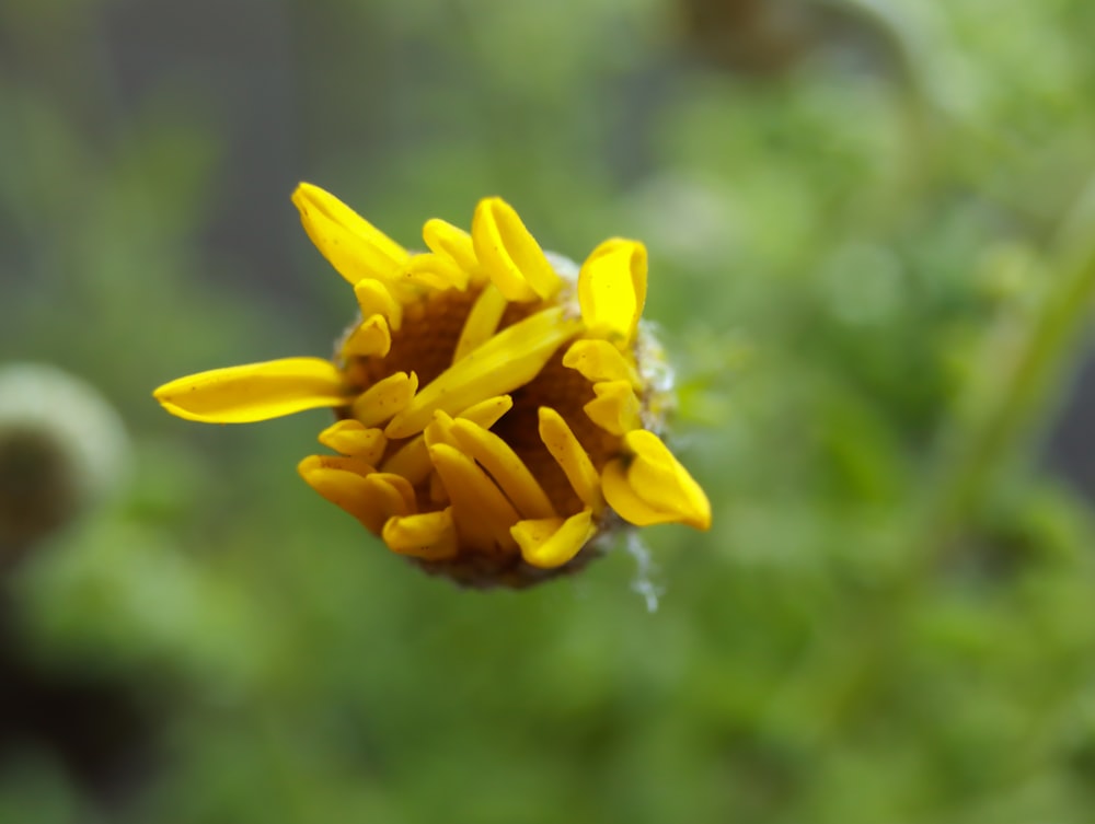 Eine Nahaufnahme einer gelben Blume mit verschwommenem Hintergrund