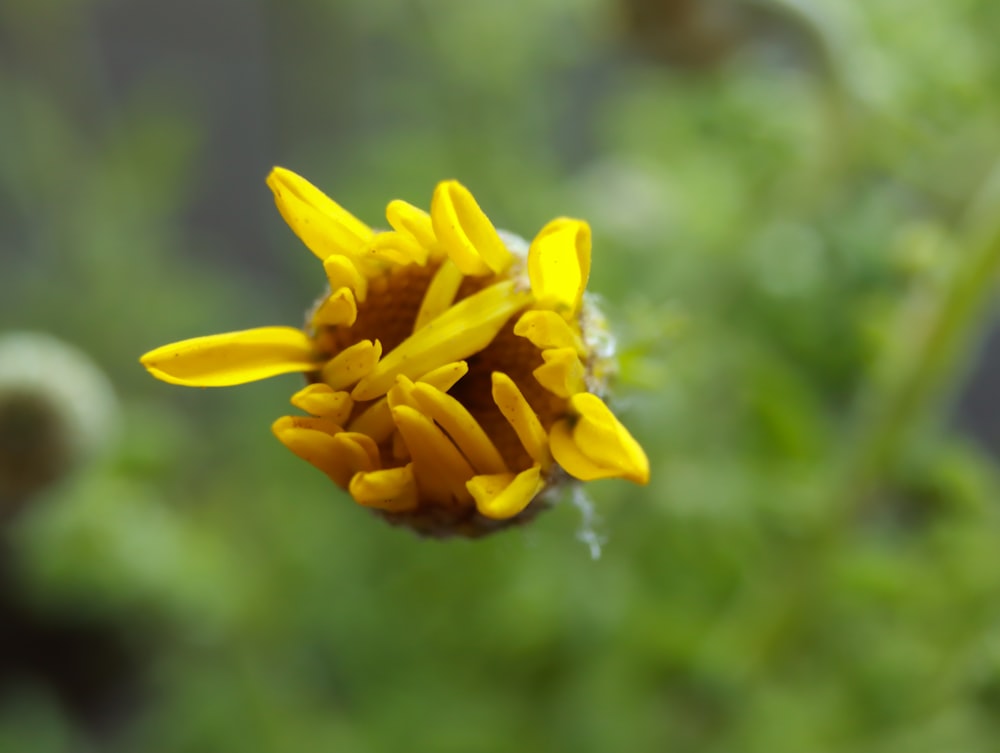 a close up of a yellow flower with a blurry background