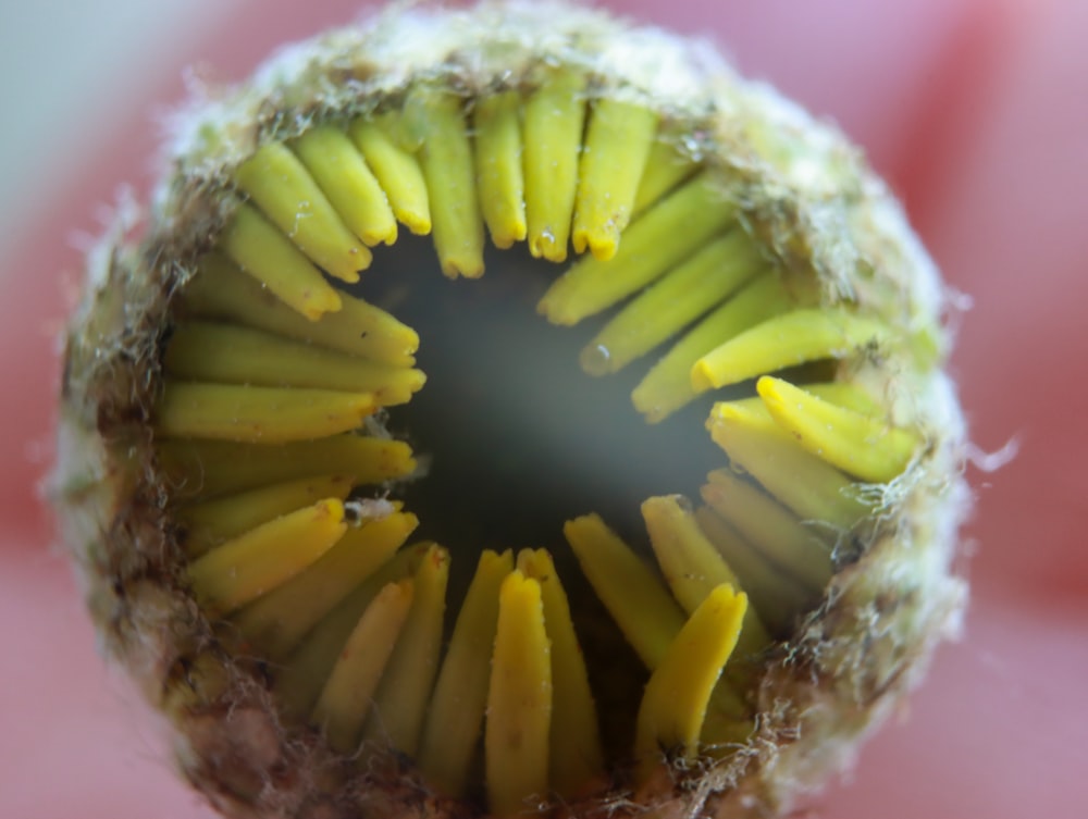 a close up of a plant with yellow flowers