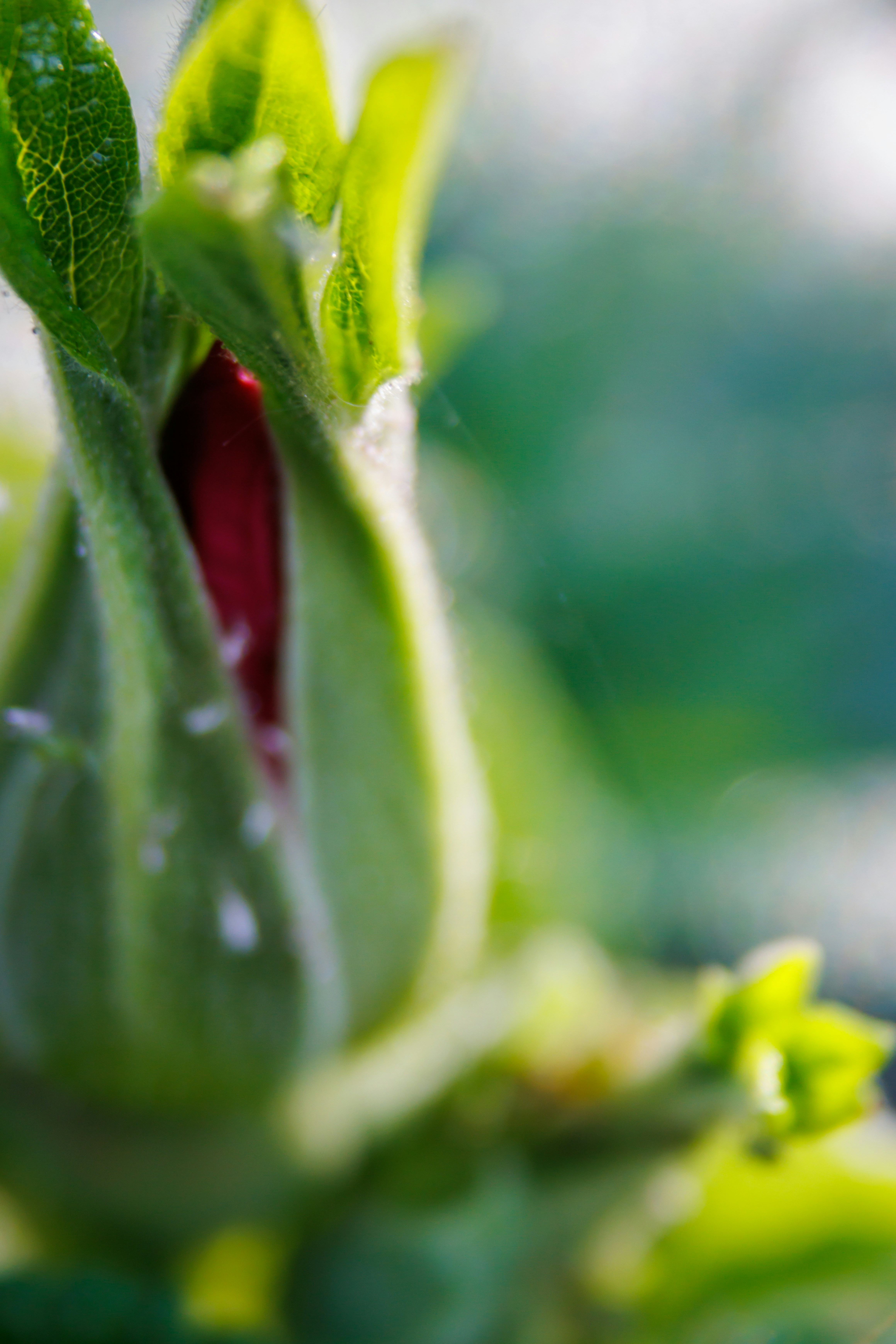 eine Nahaufnahme einer Blütenknospe mit Wassertropfen darauf