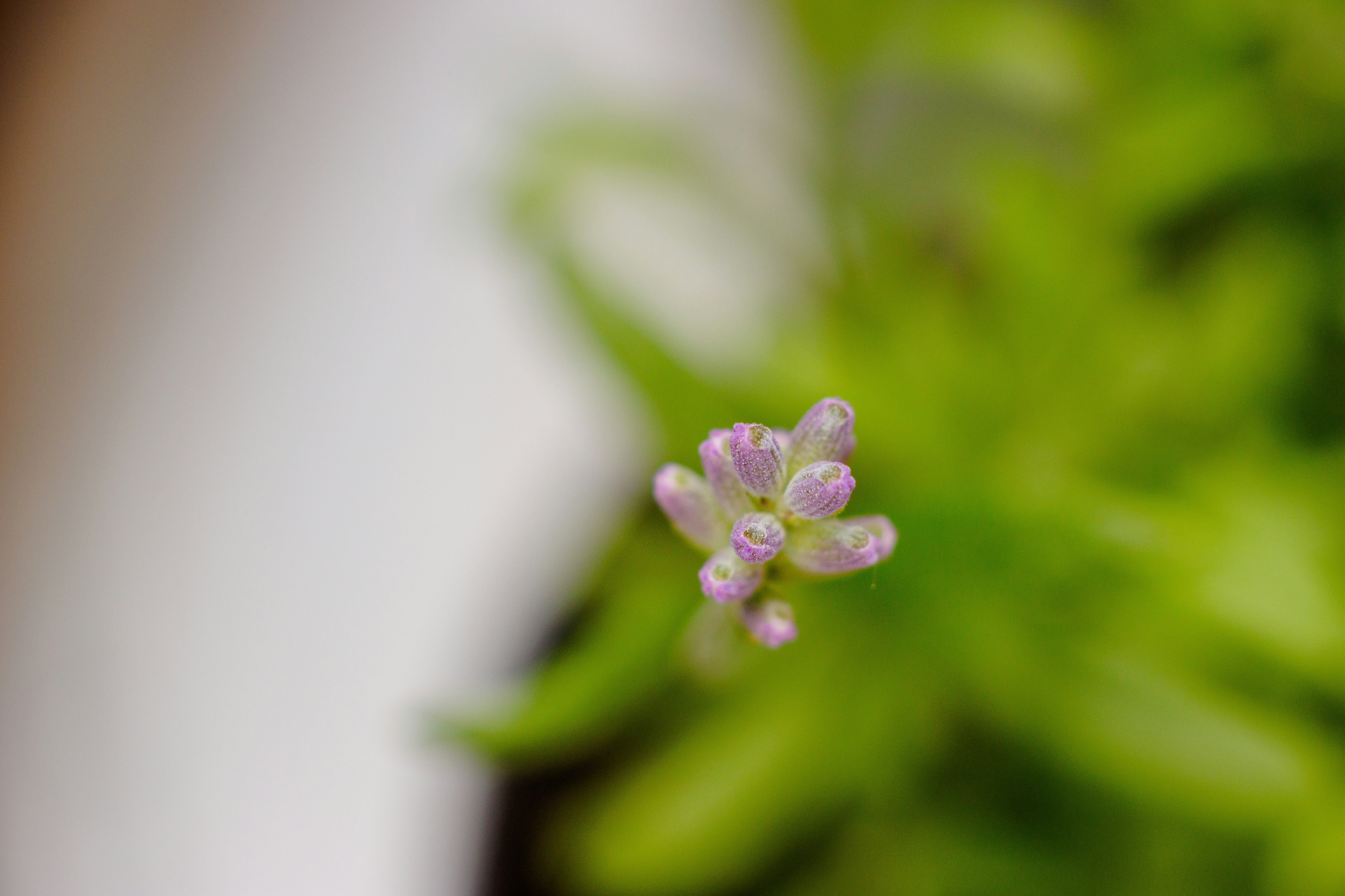 Nahaufnahme einer kleinen Blume auf einer Pflanze