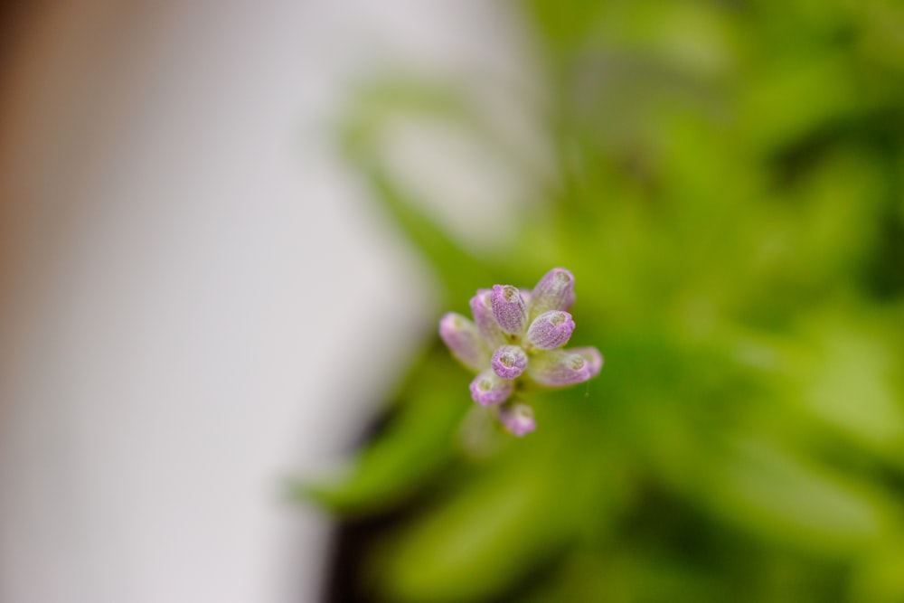 un primer plano de una pequeña flor en una planta