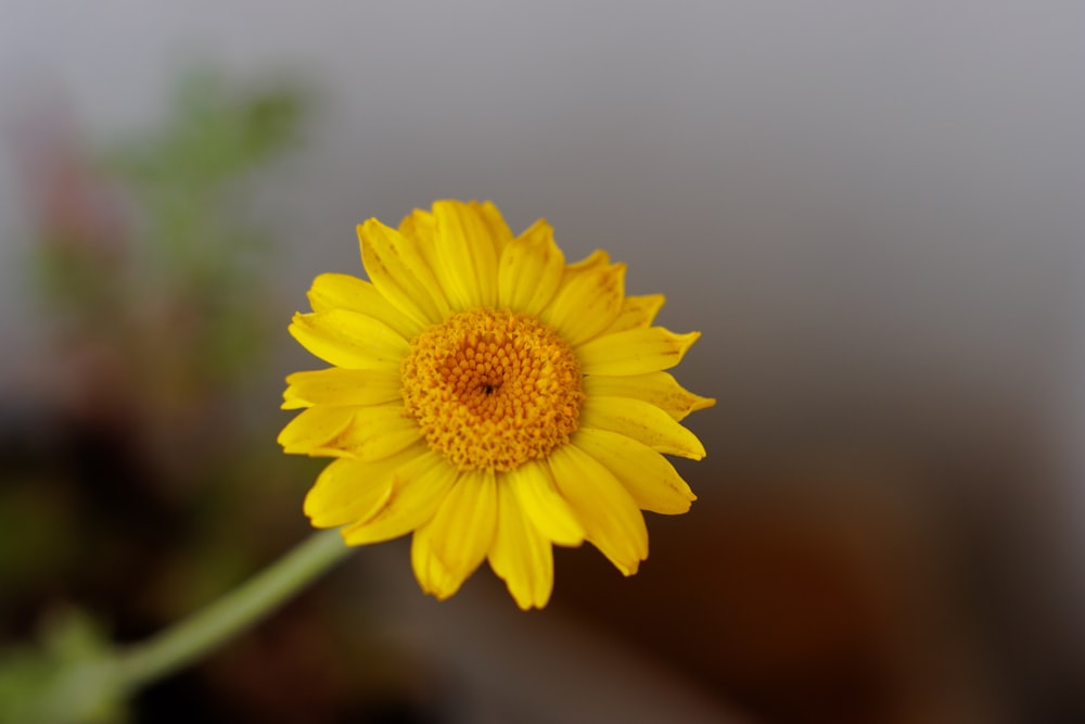 a close up of a yellow flower with a blurry background