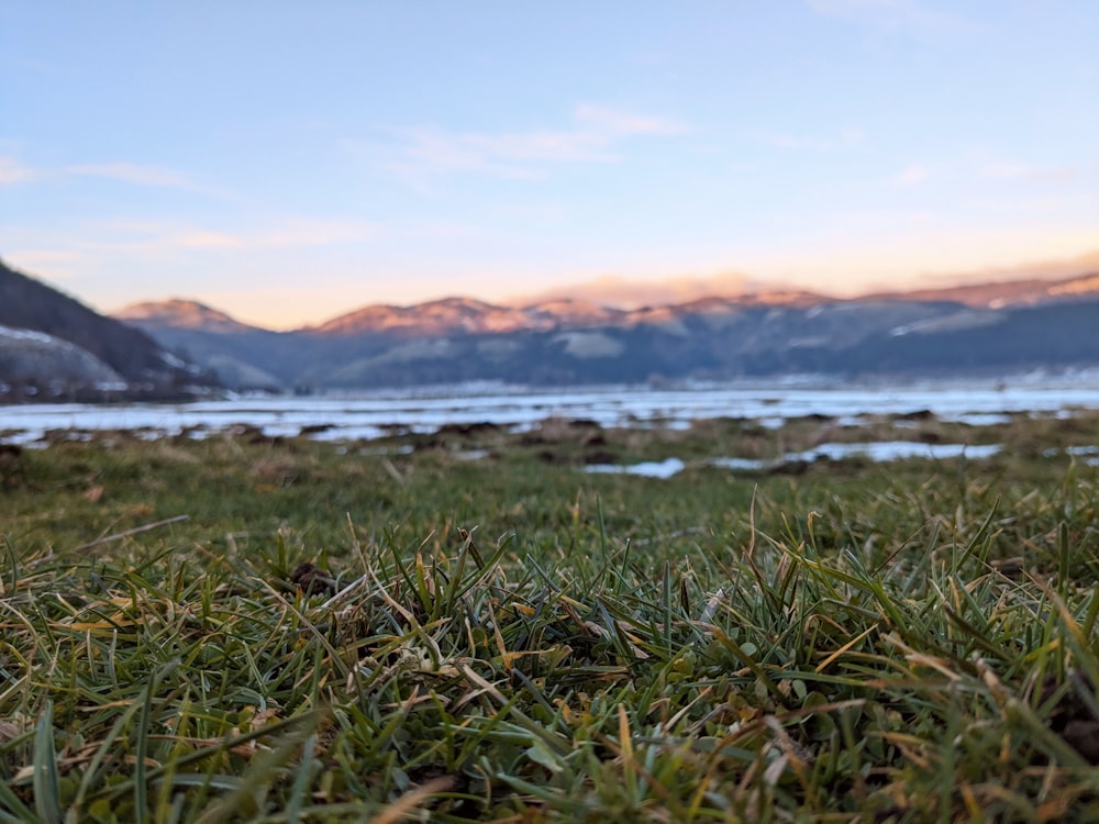 a close up of a grass field with mountains in the background