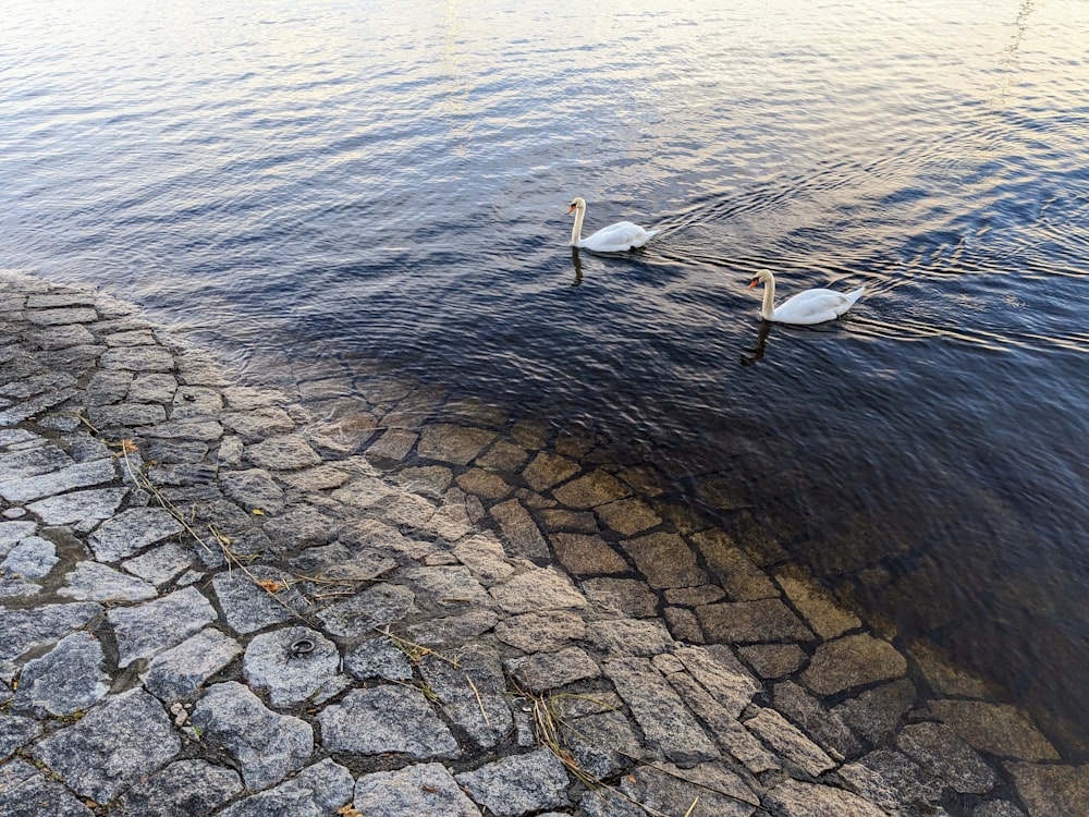 two swans are swimming in a body of water