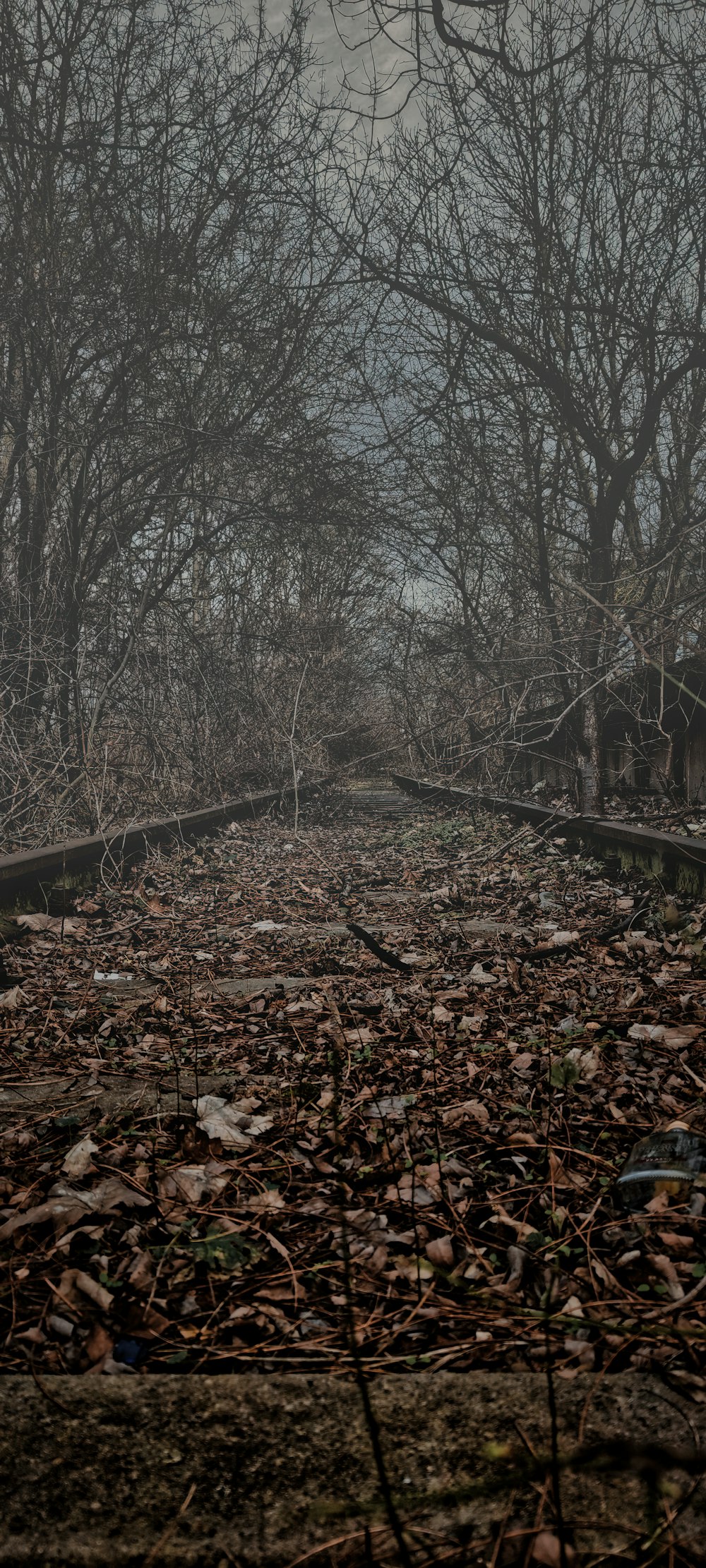 a train track in the middle of a forest