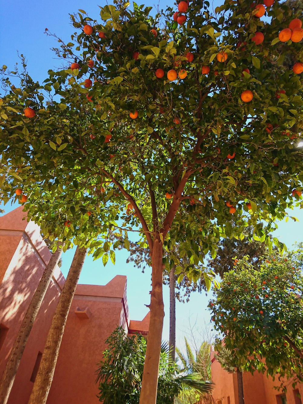 an orange tree with oranges growing on it