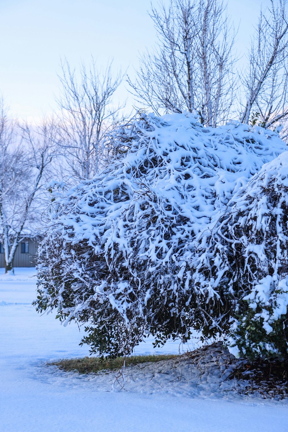 a bush covered in snow next to some trees