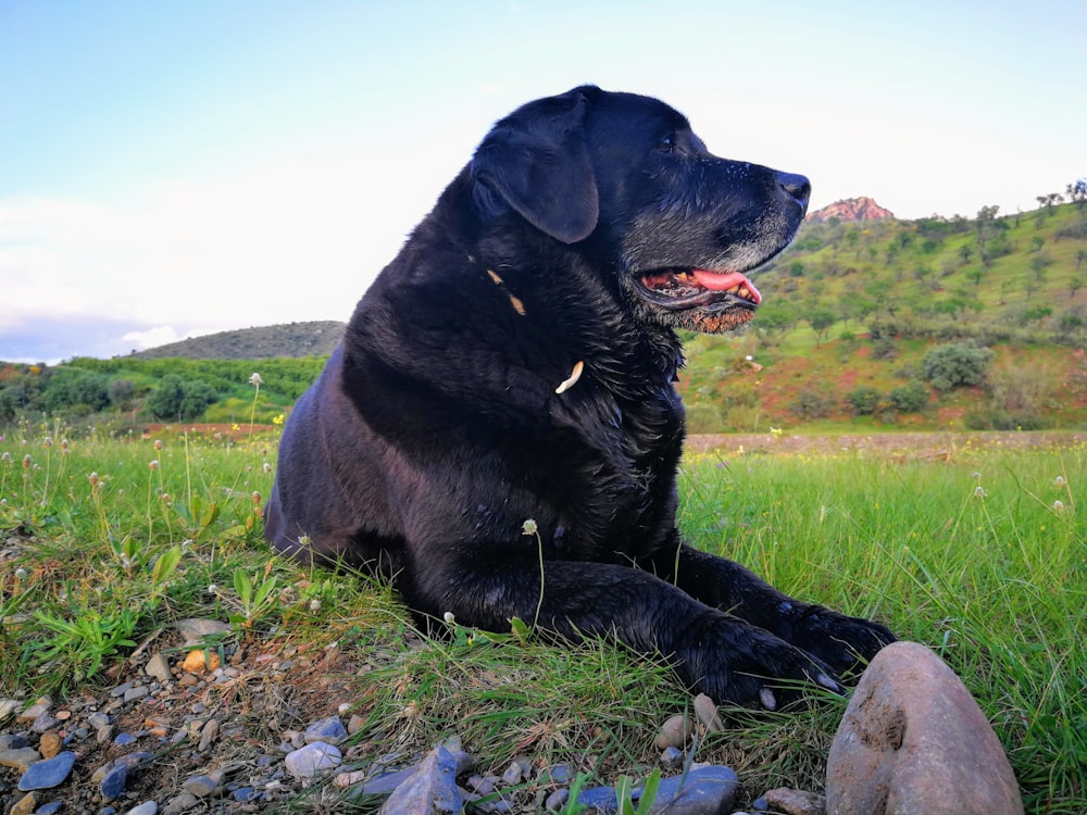 a large black dog laying on top of a lush green field
