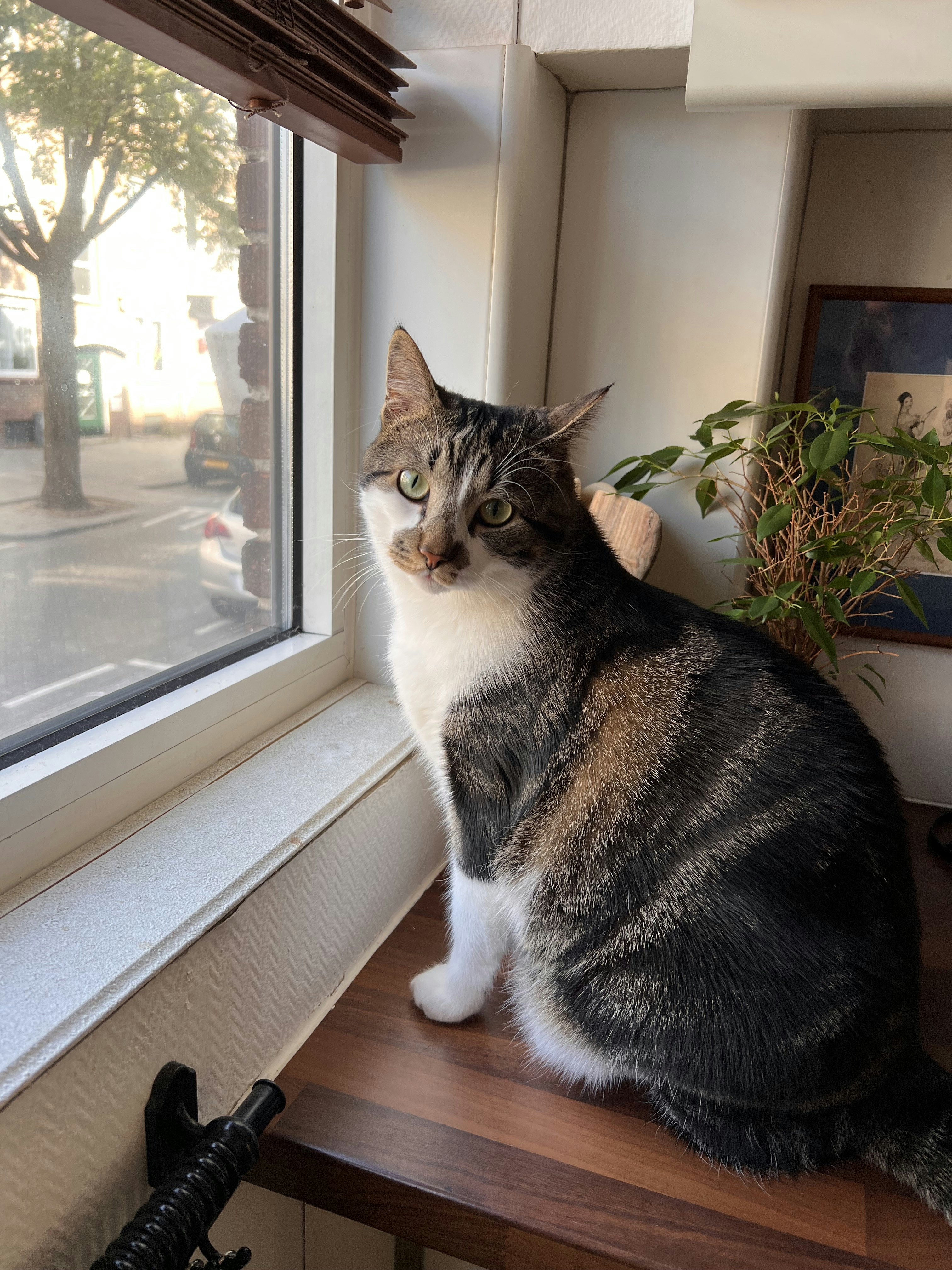 A cat sitting on a window sill looking out the window photo – Free Cat ...