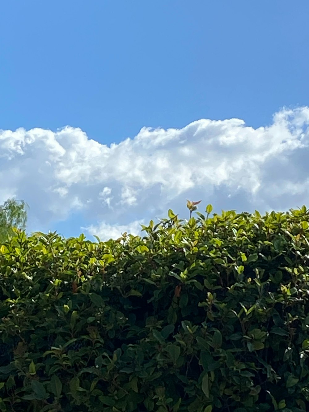 an airplane flying over a hedge on a sunny day