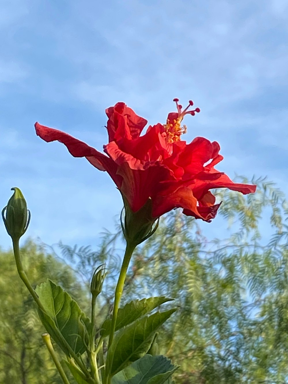 a red flower with green leaves in front of a blue sky
