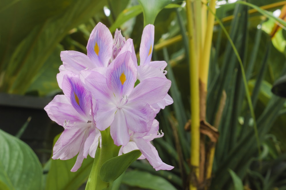 a close up of a purple flower in a garden