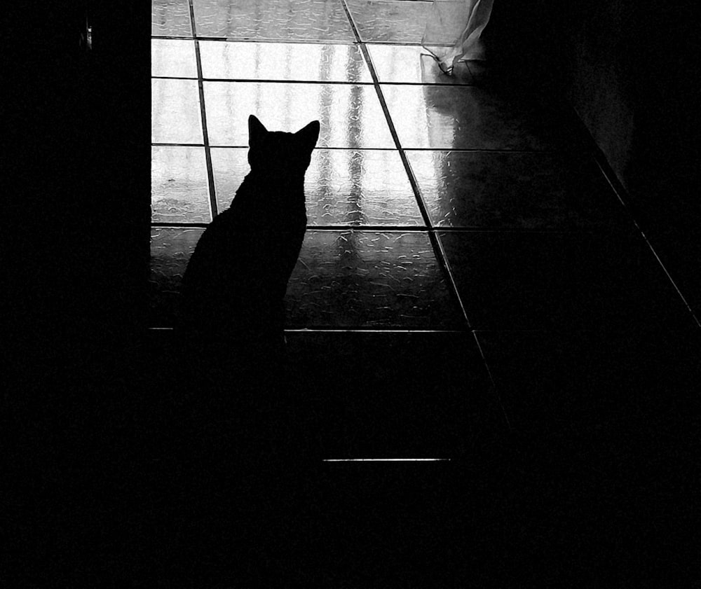 a cat sitting on a tiled floor in the dark